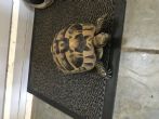 Hermanns : Female approx 9 years old (Alfie)